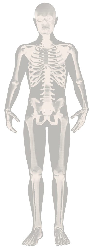 Image of a skeleton from in front