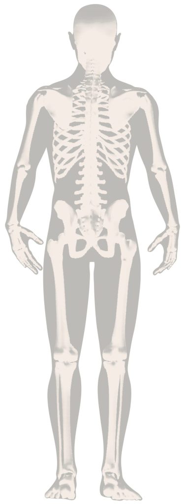 Image of a skeleton from behind